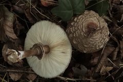 Chlorophyllum olivieri