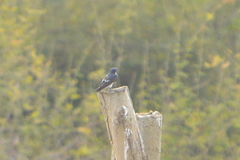 Tachycineta albilinea