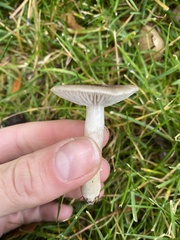 Cantharellula umbonata