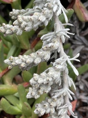 Artemisia pycnocephala