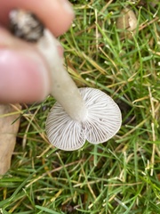 Cantharellula umbonata