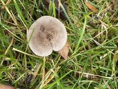 Cantharellula umbonata