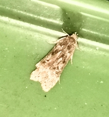 Anacampsis