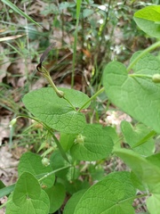 Aristolochia rotunda