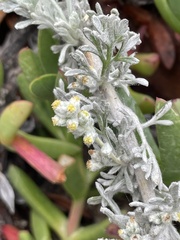 Artemisia pycnocephala
