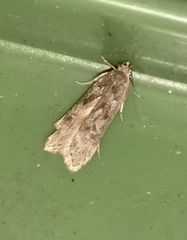 Anacampsis