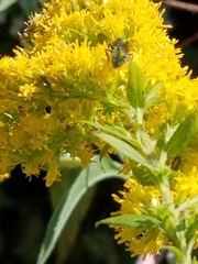 Agapostemon sericeus