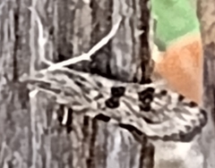 Nomophila nearctica