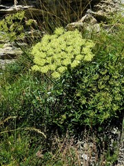 Laserpitium gallicum