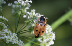 Dendroxena quadrimaculata