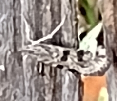 Nomophila nearctica