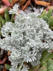 Artemisia pycnocephala