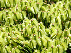 Laserpitium gallicum