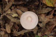 Mycena rosea