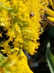 Agapostemon sericeus
