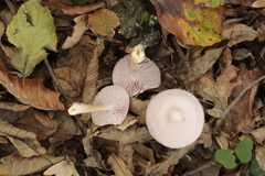 Mycena rosea