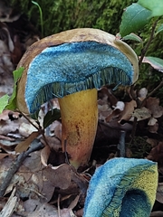 Cyanoboletus