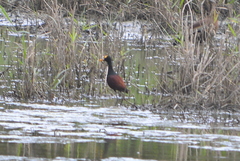 Jacana spinosa