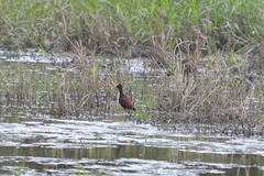Jacana spinosa