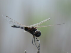 Macrodiplax balteata