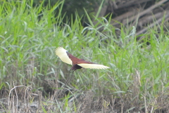 Jacana spinosa