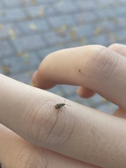 Pseudoedophrys hilleri