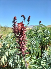 Melianthus major