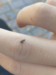 Pseudoedophrys hilleri