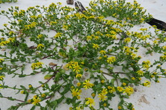 Senecio maritimus