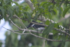 Chloroceryle amazona
