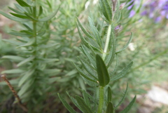 Hyssopus officinalis
