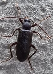 Coleoptera