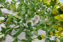 Senecio maritimus