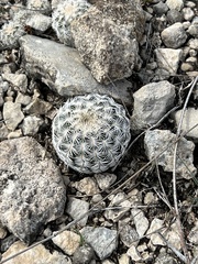 Echinocereus reichenbachii caespitosus