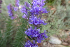 Hyssopus officinalis