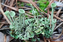 Cladonia fimbriata