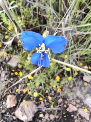 Commelina dianthifolia