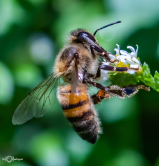 Apis mellifera