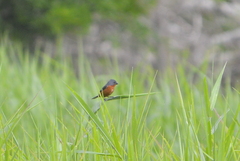 Sporophila minuta