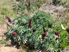 Melianthus major
