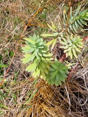Euphorbia glauca