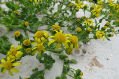 Senecio maritimus