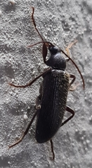 Coleoptera
