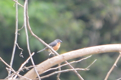 Sporophila minuta