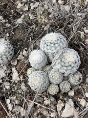 Echinocereus reichenbachii caespitosus