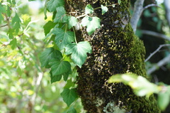 Hedera colchica