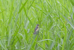Sporophila minuta