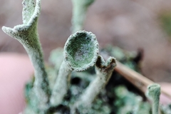Cladonia fimbriata