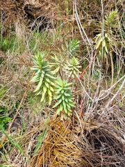 Euphorbia glauca