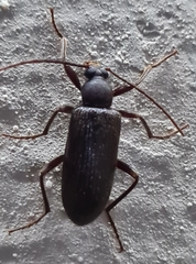 Coleoptera